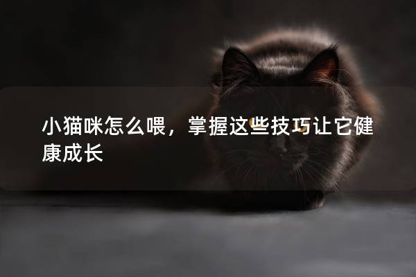 小猫咪怎么喂，掌握这些技巧让它健康成长