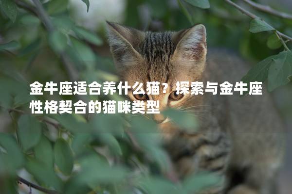 金牛座适合养什么猫？探索与金牛座性格契合的猫咪类型