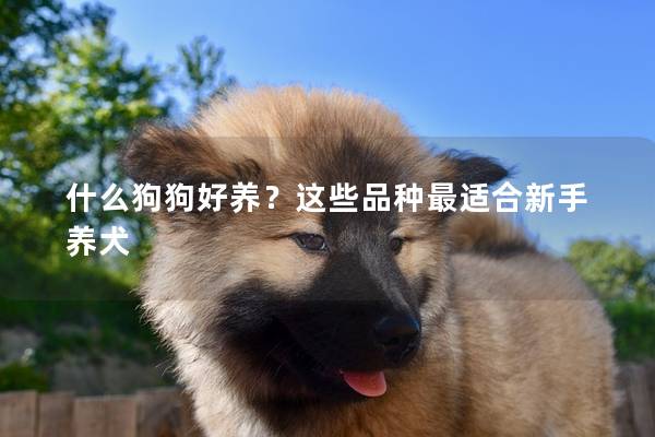 什么狗狗好养？这些品种最适合新手养犬