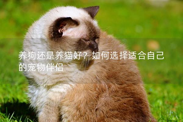 养狗还是养猫好？如何选择适合自己的宠物伴侣