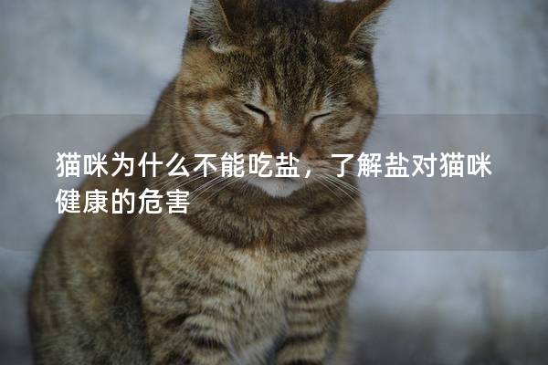 猫咪为什么不能吃盐，了解盐对猫咪健康的危害