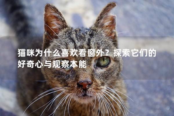 猫咪为什么喜欢看窗外？探索它们的好奇心与观察本能