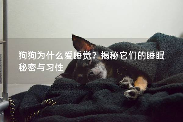 狗狗为什么爱睡觉？揭秘它们的睡眠秘密与习性