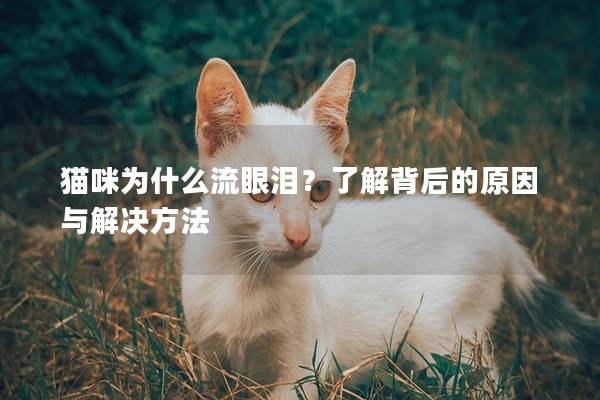 猫咪为什么流眼泪？了解背后的原因与解决方法