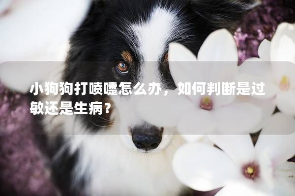 小狗狗打喷嚏怎么办，如何判断是过敏还是生病？