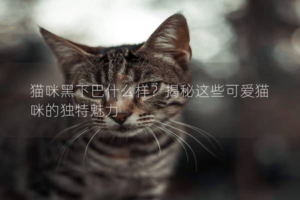 猫咪黑下巴什么样？揭秘这些可爱猫咪的独特魅力