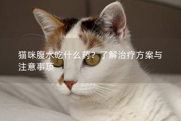 猫咪腹水吃什么药？了解治疗方案与注意事项