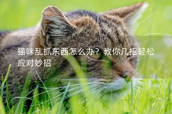 猫咪乱抓东西怎么办？教你几招轻松应对妙招