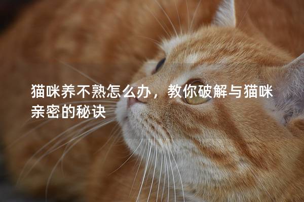 猫咪养不熟怎么办，教你破解与猫咪亲密的秘诀