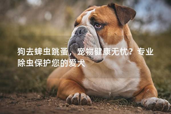 狗去蜱虫跳蚤，宠物健康无忧？专业除虫保护您的爱犬