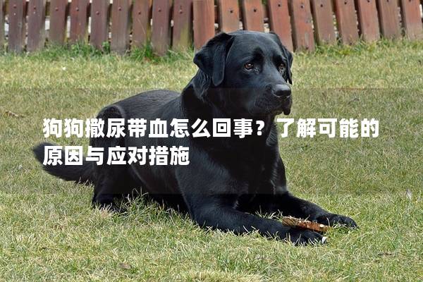 狗狗撒尿带血怎么回事？了解可能的原因与应对措施