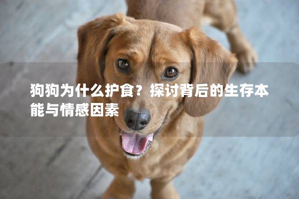 狗狗为什么护食？探讨背后的生存本能与情感因素