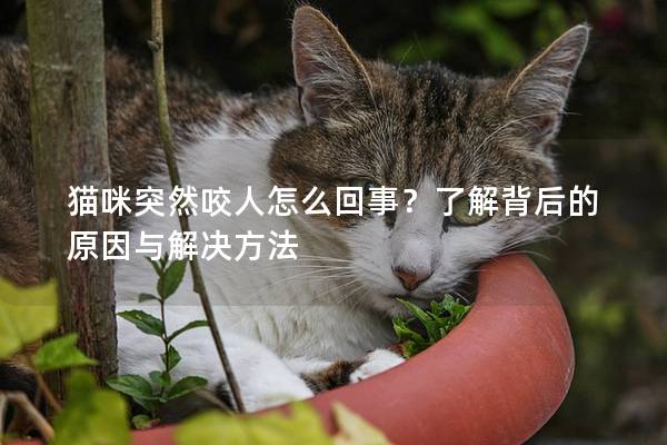 猫咪突然咬人怎么回事？了解背后的原因与解决方法