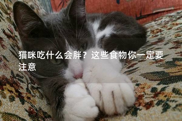 猫咪吃什么会胖？这些食物你一定要注意