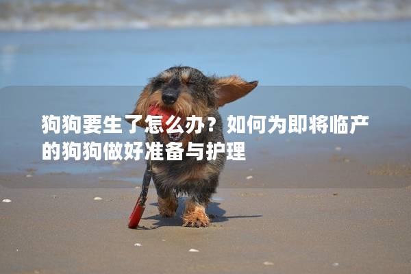 狗狗要生了怎么办？如何为即将临产的狗狗做好准备与护理