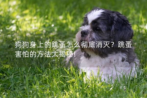 狗狗身上的跳蚤怎么彻底消灭？跳蚤害怕的方法大揭秘!