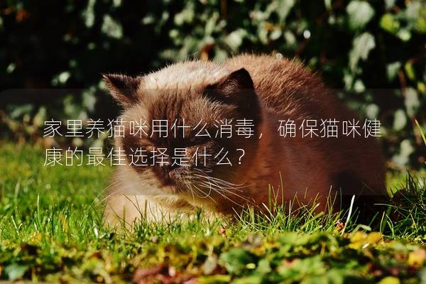 家里养猫咪用什么消毒，确保猫咪健康的最佳选择是什么？