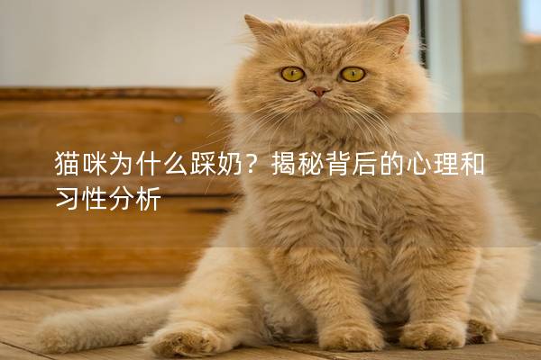 猫咪为什么踩奶？揭秘背后的心理和习性分析