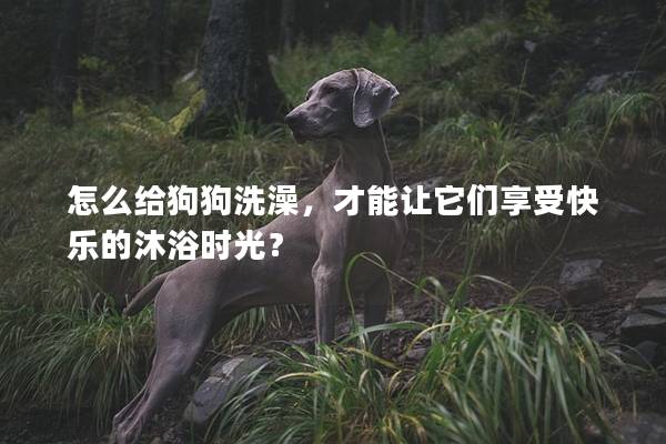 怎么给狗狗洗澡，才能让它们享受快乐的沐浴时光？