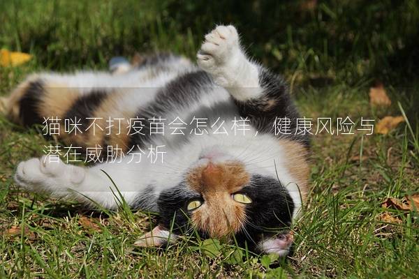 猫咪不打疫苗会怎么样，健康风险与潜在威胁分析