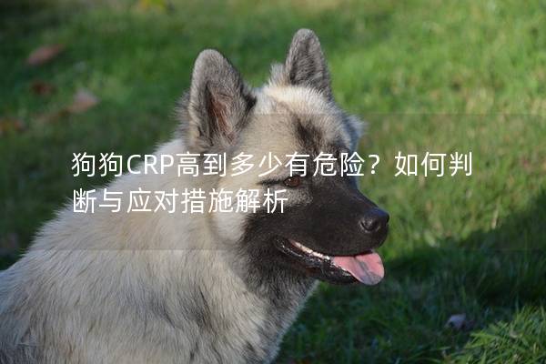 狗狗CRP高到多少有危险？如何判断与应对措施解析