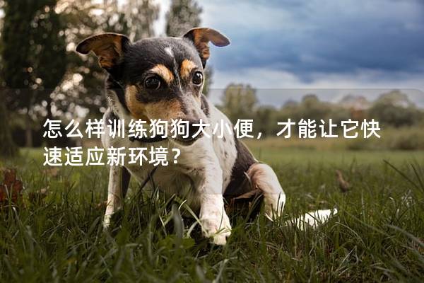 怎么样训练狗狗大小便，才能让它快速适应新环境？