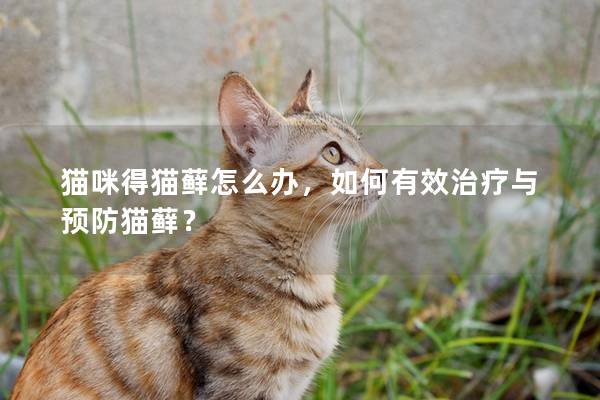 猫咪得猫藓怎么办，如何有效治疗与预防猫藓？