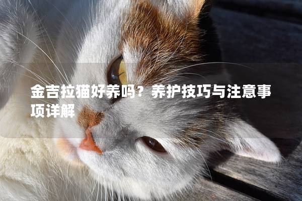 金吉拉猫好养吗？养护技巧与注意事项详解