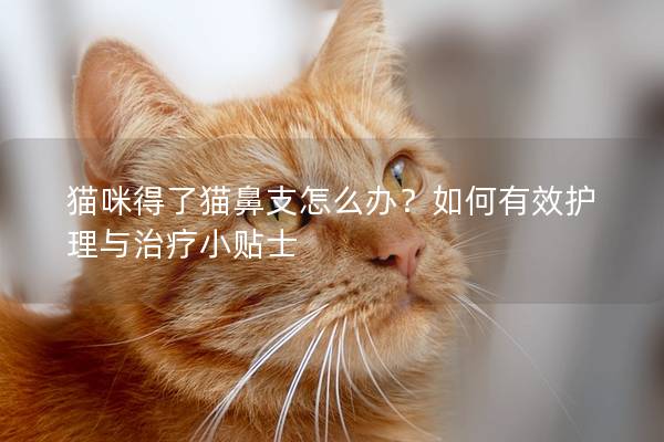 猫咪得了猫鼻支怎么办？如何有效护理与治疗小贴士