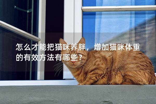 怎么才能把猫咪养胖，增加猫咪体重的有效方法有哪些？