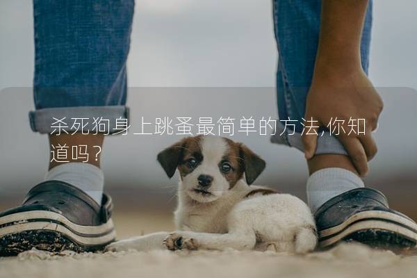 杀死狗身上跳蚤最简单的方法,你知道吗？