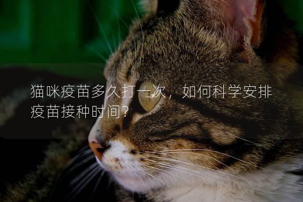 猫咪疫苗多久打一次，如何科学安排疫苗接种时间？