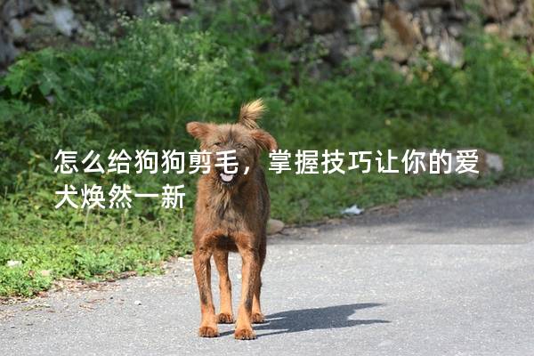 怎么给狗狗剪毛，掌握技巧让你的爱犬焕然一新