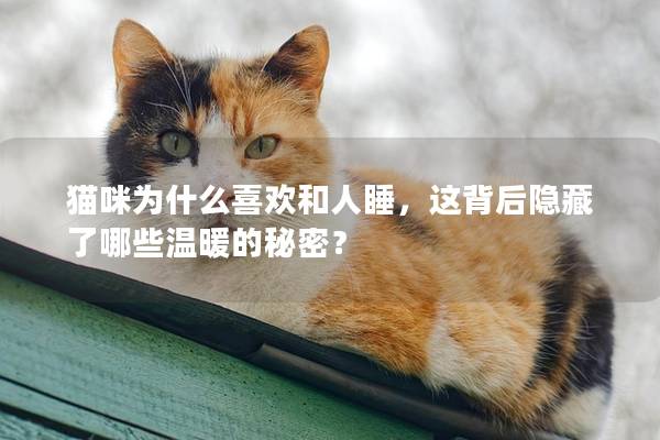 猫咪为什么喜欢和人睡，这背后隐藏了哪些温暖的秘密？