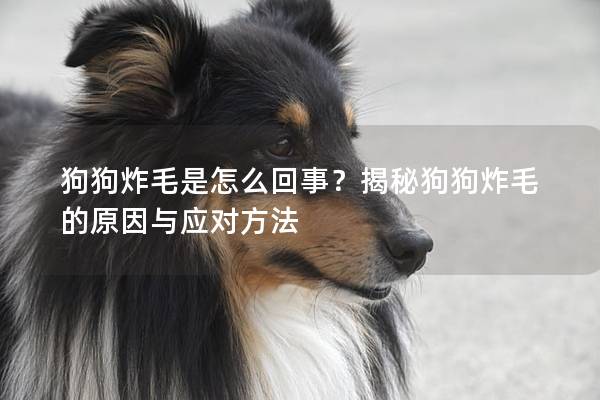 狗狗炸毛是怎么回事？揭秘狗狗炸毛的原因与应对方法