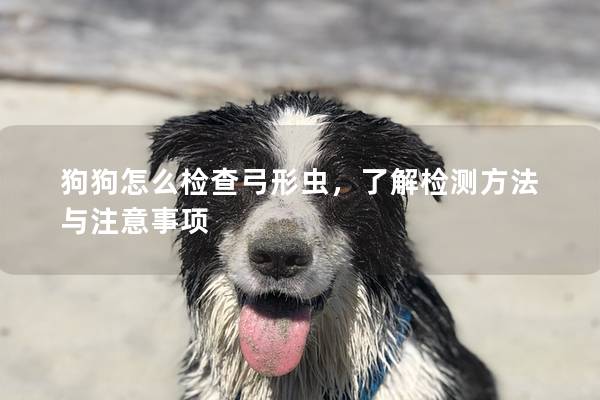 狗狗怎么检查弓形虫，了解检测方法与注意事项