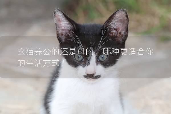 玄猫养公的还是母的，哪种更适合你的生活方式？