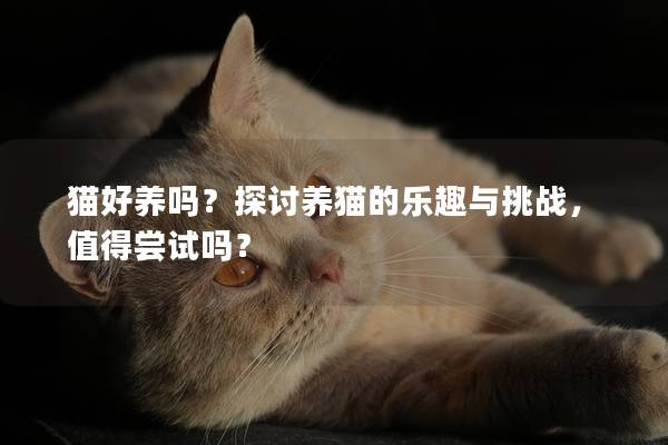 猫好养吗？探讨养猫的乐趣与挑战，值得尝试吗？