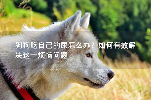 狗狗吃自己的屎怎么办？如何有效解决这一烦恼问题