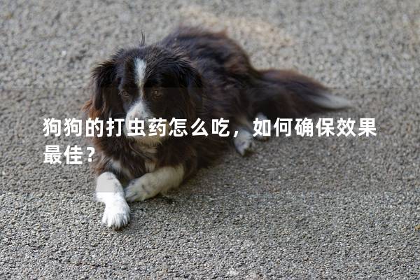 狗狗的打虫药怎么吃，如何确保效果最佳？