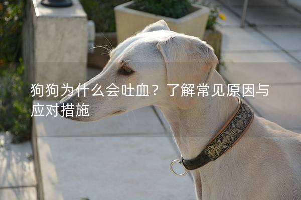 狗狗为什么会吐血？了解常见原因与应对措施