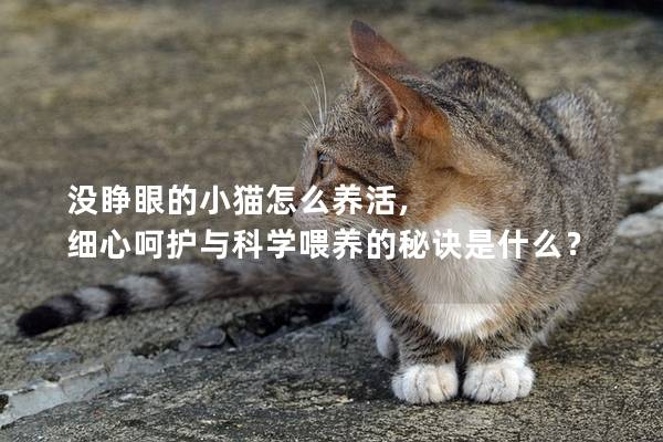 没睁眼的小猫怎么养活, 细心呵护与科学喂养的秘诀是什么？