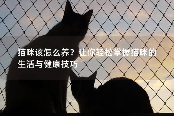 猫咪该怎么养？让你轻松掌握猫咪的生活与健康技巧