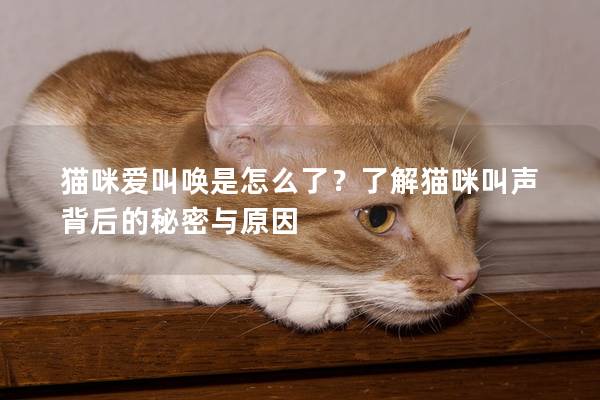 猫咪爱叫唤是怎么了？了解猫咪叫声背后的秘密与原因