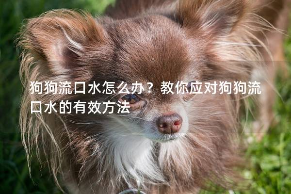 狗狗流口水怎么办？教你应对狗狗流口水的有效方法