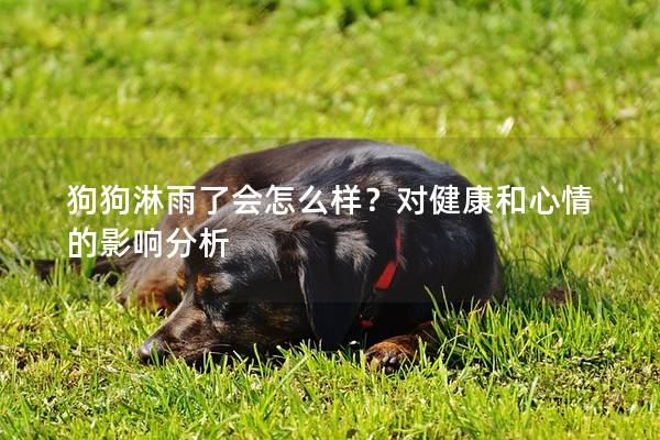 狗狗淋雨了会怎么样？对健康和心情的影响分析