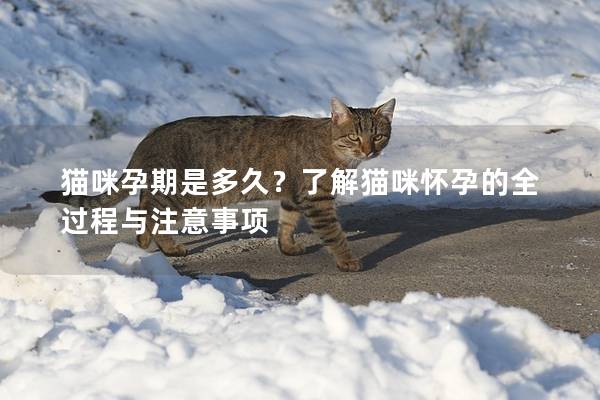 猫咪孕期是多久？了解猫咪怀孕的全过程与注意事项