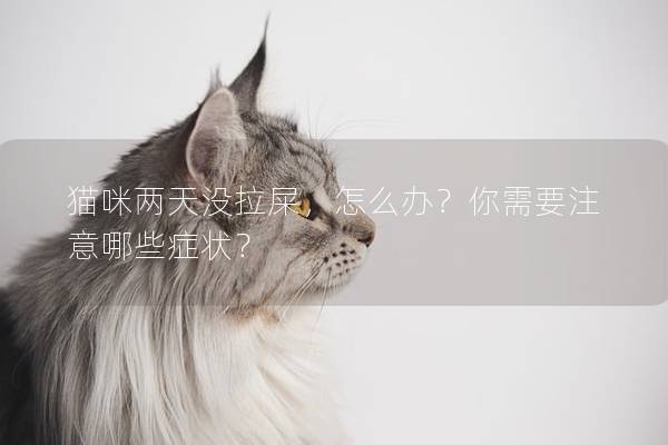 猫咪两天没拉屎，怎么办？你需要注意哪些症状？