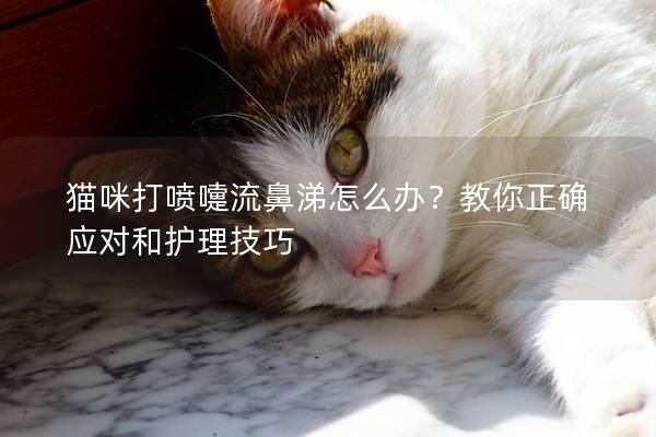 猫咪打喷嚏流鼻涕怎么办？教你正确应对和护理技巧