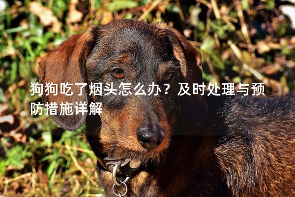 狗狗吃了烟头怎么办？及时处理与预防措施详解